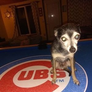 Meet your Posher, Larry